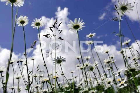 Daisy Stock Photos