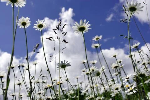 Daisy Stock Photos