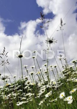 Daisy Stock Photos