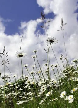 Daisy Stock Photos