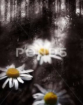 Daisy Stock Photos