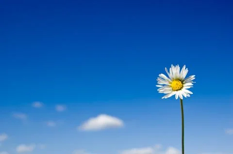 Daisy Stock Photos