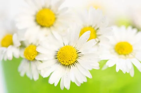Daisy Stock Photos