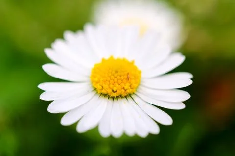 Daisy Stock Photos
