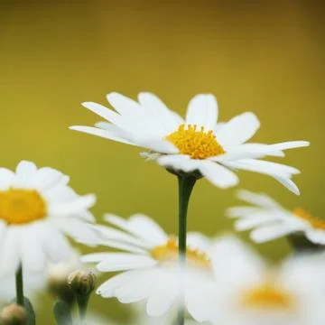 Daisy Stock Photos