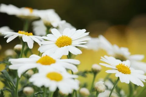Daisy Stock Photos