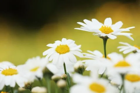 Daisy Stock Photos