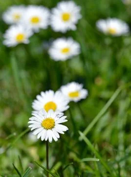 Daisy Stock Photos