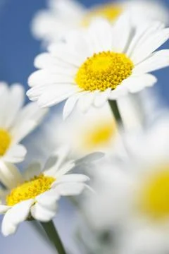 Daisy Stock Photos
