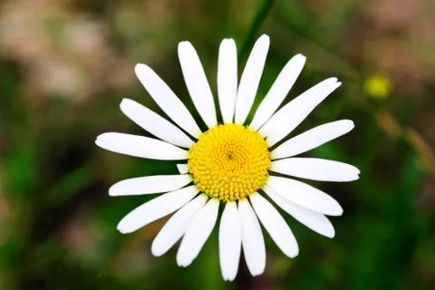 Daisy Stock Photos