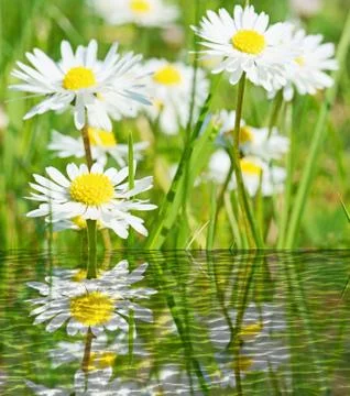 Daisy Foto stock