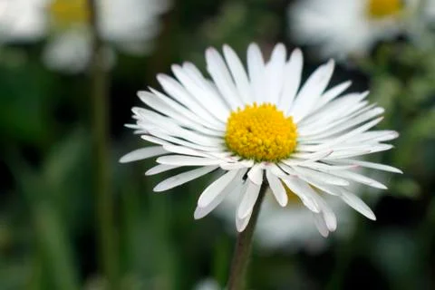 A daisy Stock Photos