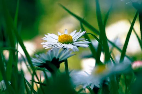 Daisy Stock Photos