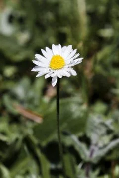 Daisy Stock Photos