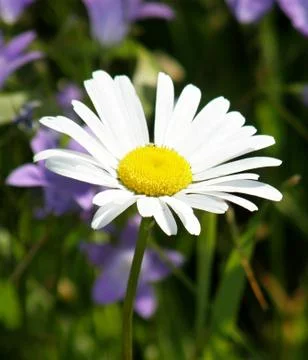 Daisy Foto stock