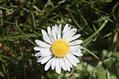Daisy Foto stock