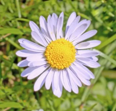 Daisy Stock Photos