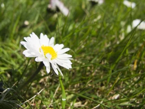 Daisy Stock Photos