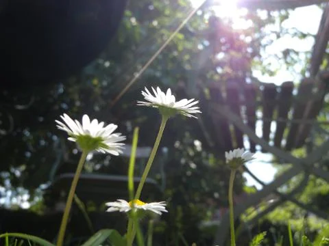 Daisy Stock Photos
