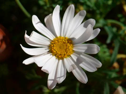 Daisy Stock Photos