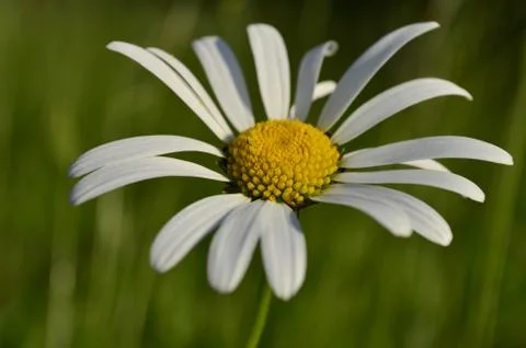 Daisy 写真素材