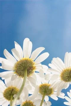 Daisy Stock Photos