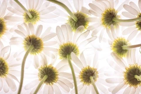 Daisy Stock Photos