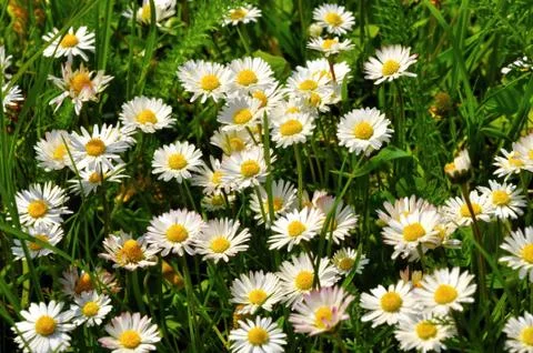 Daisy Stock Photos