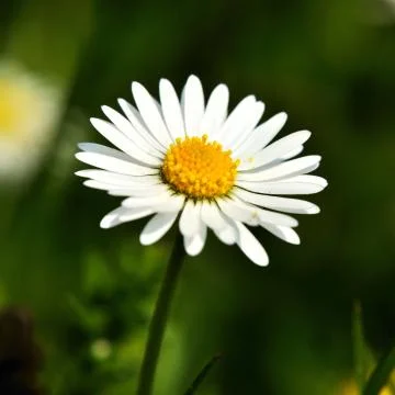 Daisy Foto stock