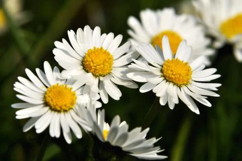 Daisy Stock Photos