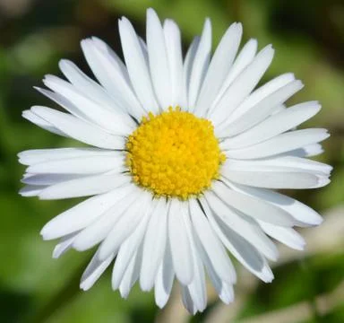 Daisy Stock Photos