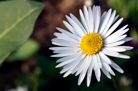 Daisy Stock Photos