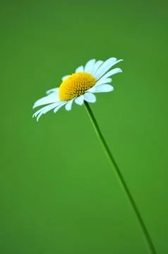 Daisy Stock Photos