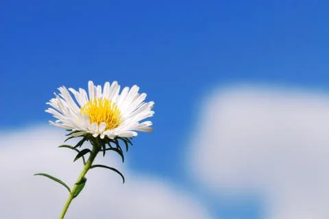Daisy Stock Photos