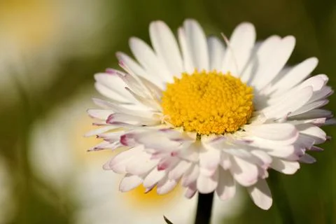 Daisy Stock Photos