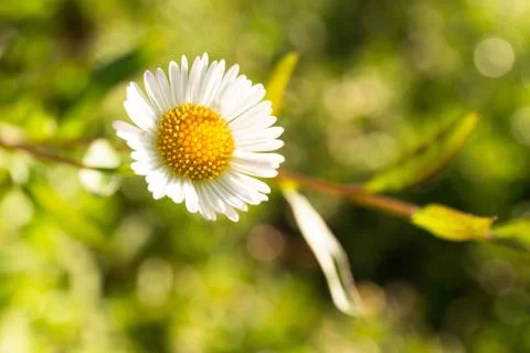Daisy Stock Photos