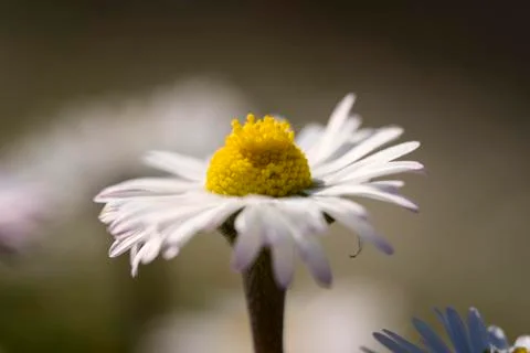 Daisy Stock Photos