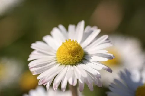 Daisy Stock Photos