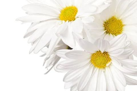 Daisy Stock Photos