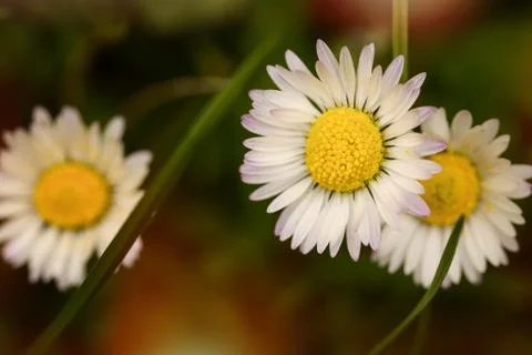 Daisy Stock Photos