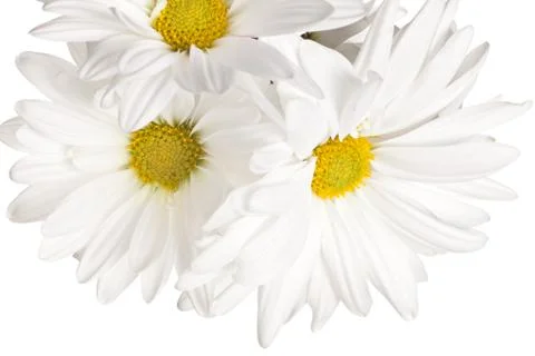 Daisy Stock Photos