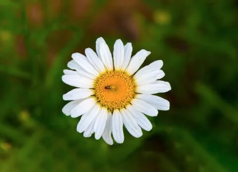 Daisy Stock Photos