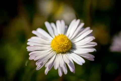 Daisy Stock Photos