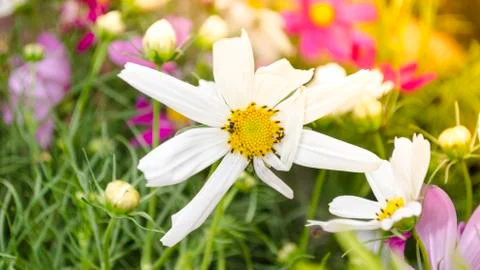 Daisy Stock Photos