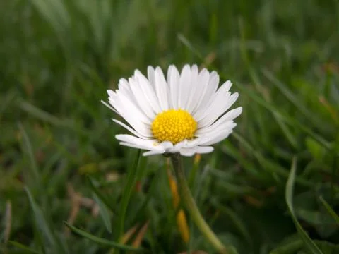 Daisy Stock Photos