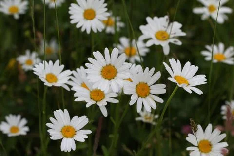 Daisy Stock Photos