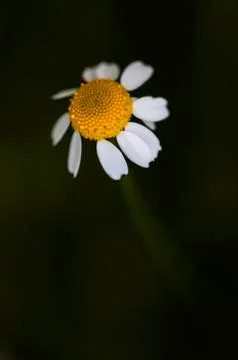 Daisy Stock Photos