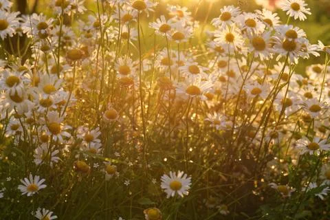 Daisy Foto stock