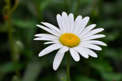 Daisy Stock Photos