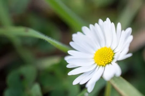 Daisy Фото